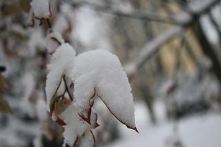 Pierwszy śnieg w Ogrodzie Saskim w Lublinie w tym sezonie!