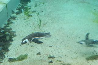 Pingwiny znów w łódzkim zoo! Zobaczcie, jak się zadomowiły na nowym wybiegu ZDJĘCIA, WIDEO