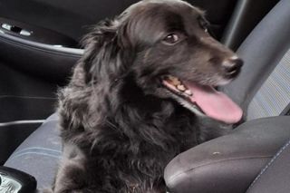 Pracownicy ZDiTM odnaleźli dom suczki Wegi