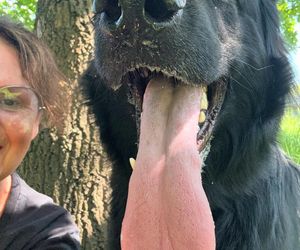 Te psy skradły serca gwiazd! Niektóre wyglądają jak z bajk