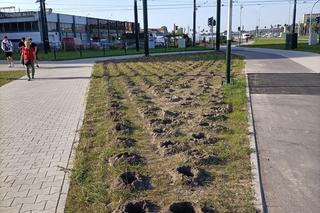 Kraków. Nasadzenia w ramach budowy KST do Górki Narodowej. Mieszkańcy krytykują: „ozdobne krzewy proszę sobie posadzić w ogródku albo na balkonie”