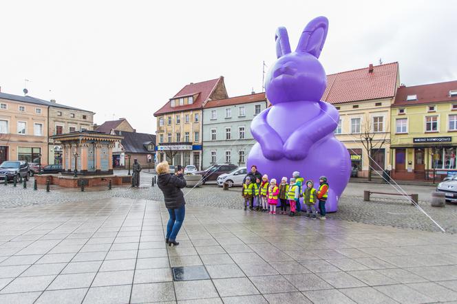 Zając Starego Browaru widziany w Grodzisku Wielkopolskim