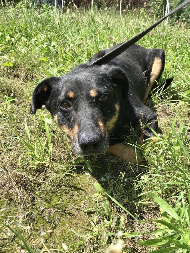Psy ze schroniska w Radysach znalazły azyl w Katowicach. Pięć psiaków czeka na nowy dom