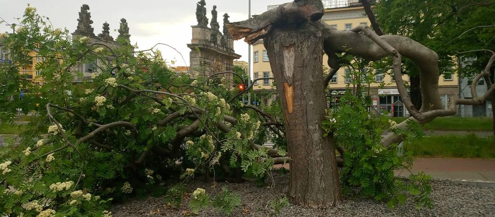 Ktoś zniszczył charakterystyczne drzewko na placu Solidarności