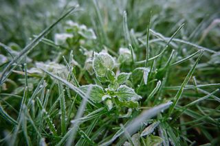 Znów nadchodzą przymrozki w woj. lubelskim. Temperatura przy gruncie może sięgnąć nawet -8°C