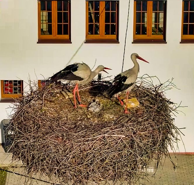 Bocian Krutek z Krutyni: od samotnika do samca alfa.