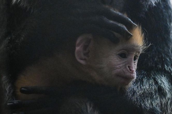 Lutung jawajski w ZOO w Gdańsku