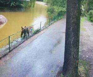 Szok! Niedźwiedź wdarł się do zoo i atakował zwierzęta. Wideo w sieci