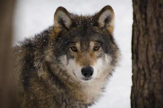 Dlaczego wilki w Polsce atakują domowe psy? Temu można zapobiec! Eksperci zabierają głos