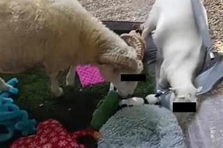 Saszka i Hubert w areszcie