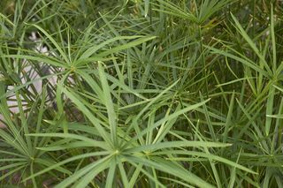Cibora zmienna (papirus) - Cyperus alternifolius