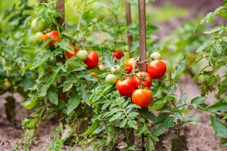 Polecane pomidory do upraw ekologicznych [Porada eksperta]
