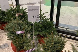 Choinka z Leroy Merlin