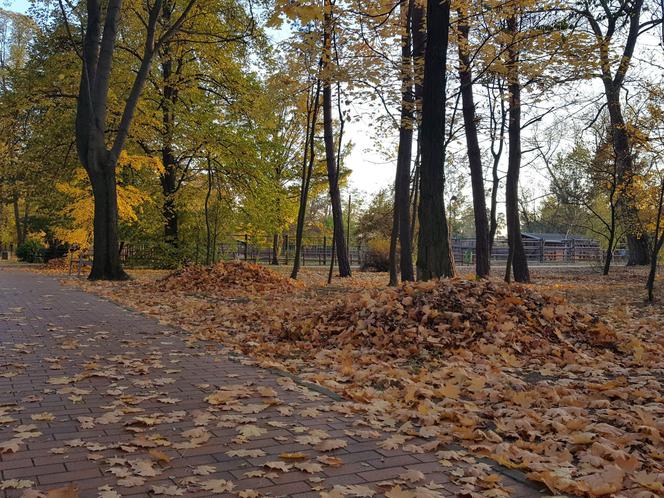 Park 1000-lecia w Lesznie na chwilę przed zachodem słońca