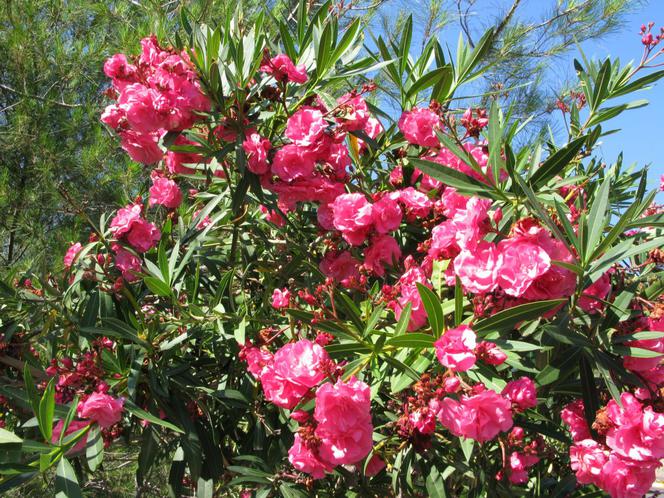 Oleander pospolity