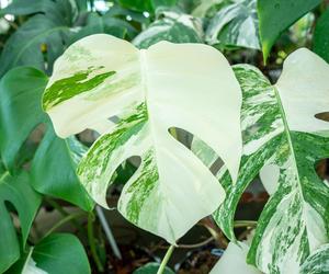 Monstera variegata