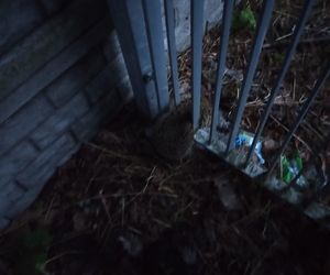 ​Nietypowa akcja strażników i strażaków z Leszna. Uratowali jeża uwięzionego w ogrodzeniu