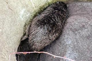Bóbr utknął w betonowej pułapce. Lucy ruszyła na ratunek