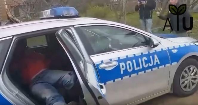 Zatrzymania Gienka z Plutycz przez policję