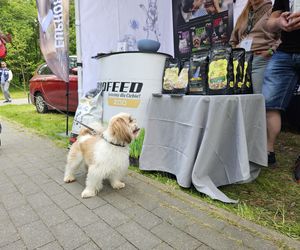 Festiwal Przyjaciół Zwierząt w Olsztynie. Park Centralny opanowały radosne pieski