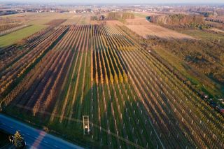 Sady owocowe w Tarczynie