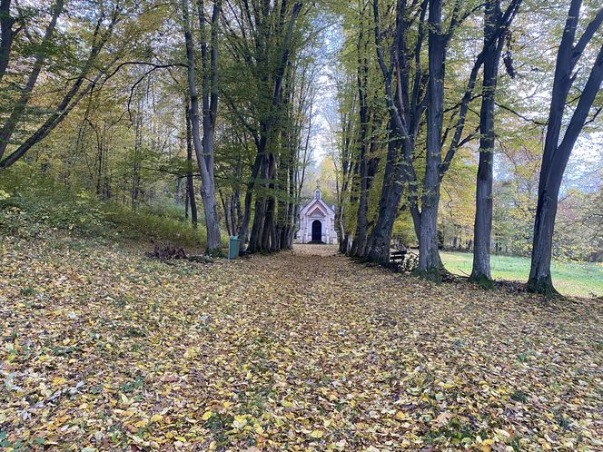 Zamek w Dąbrówce Starzeńskiej