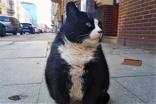 Kot Gacek zniknął z ulicy Kaszubskiej  w Szczecinie. Prawdopodobnie już na zawsze