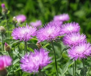 Stokezja gładka - Stokesia laevis