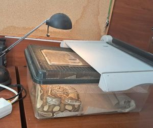 .Pyton królewski w kuchni łodzianki. Nietypowa interwencja Animal Patrolu