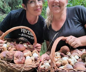 Wysyp grzybów w woj. świętokrzyskim. „Rosną jak na drożdżach”. Mamy zdjęcia!