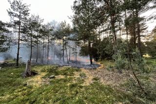 Pożarów w wielkopolskich lasach coraz więcej. Winny człowiek?