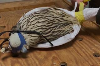 Przemycał sokoły w strasznych warunkach! [GALERIA]