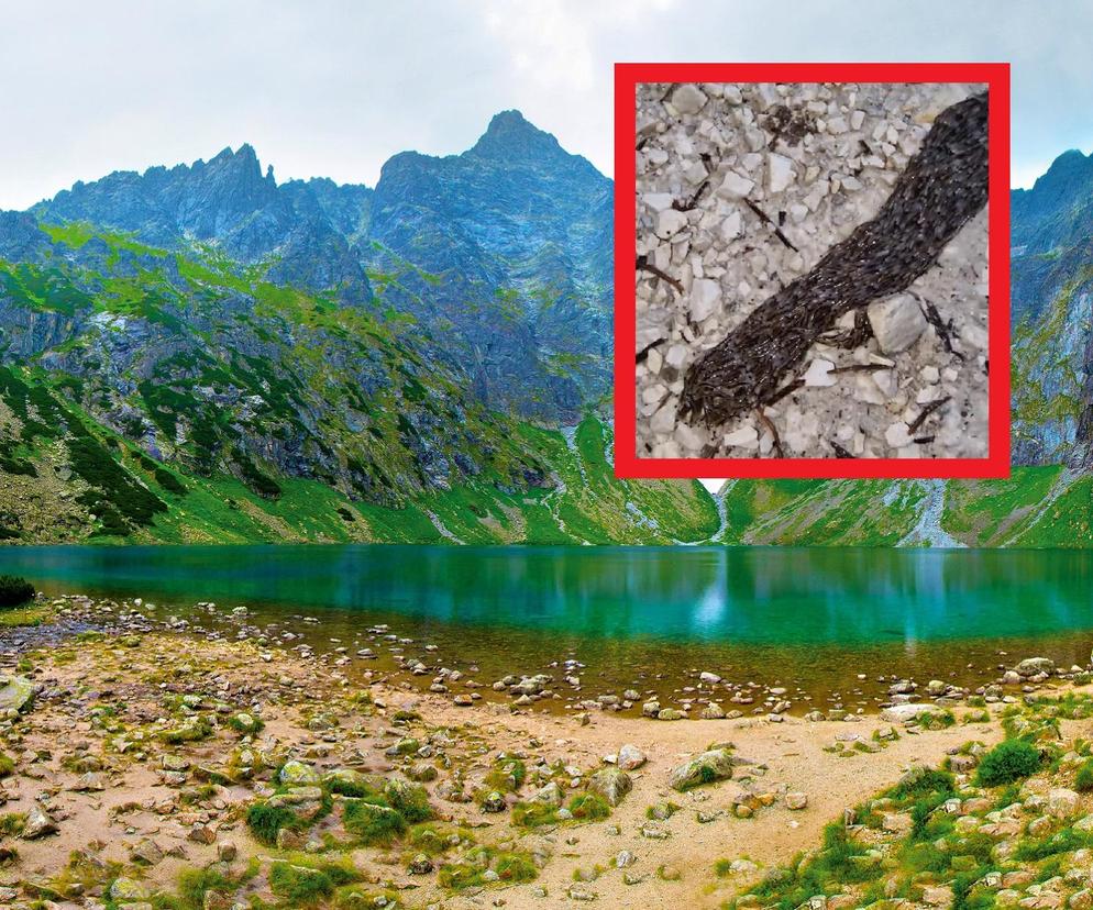 Pleń pojawił się w Tatrach