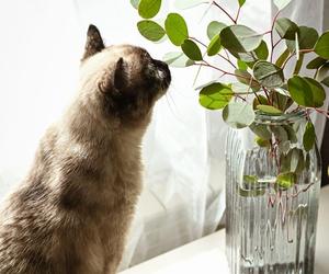 Te rośliny są trujące dla kotów! Trzymaj je od nich z daleka [GALERIA]