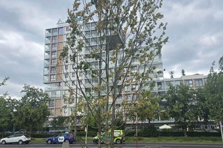 Szkodnik zaatakował drzewa w parku na Ursynowie