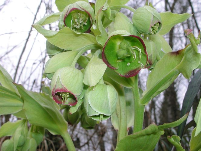 Ciemiernik cuchnący