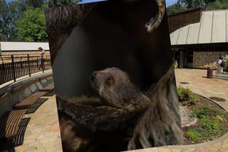 Warszawskie ZOO ma nowego mieszkańca - ZOBACZCIE UROCZEGO LENIUCHOWCA