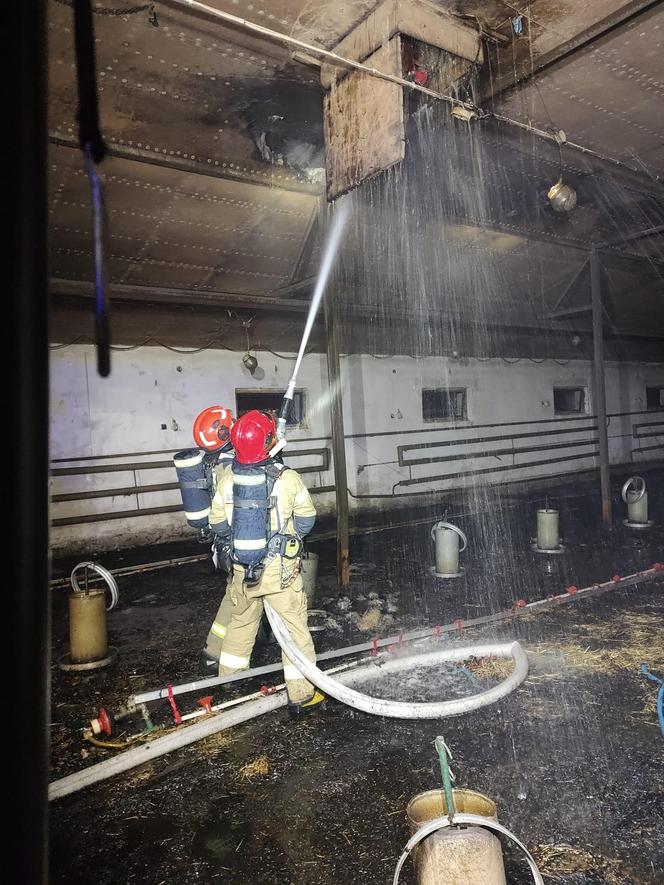 Pożar kurnika w Lubawie. Są straty w inwentarzu