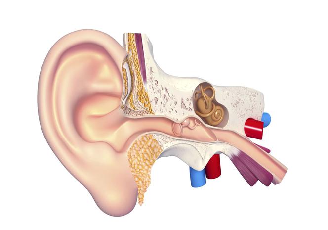 Budowa ucha: ucho zewnętrzne, wewnętrzne i środkowe