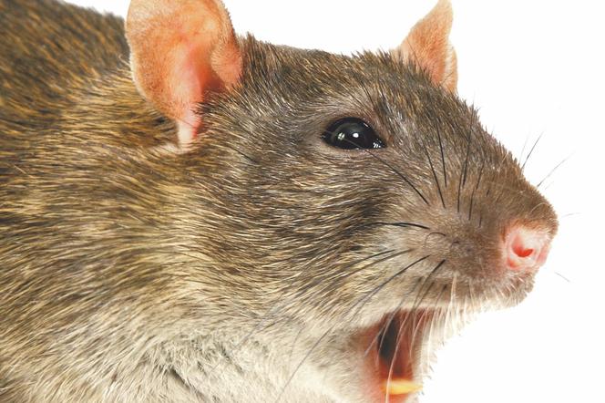 Szczury terroryzują Gocław