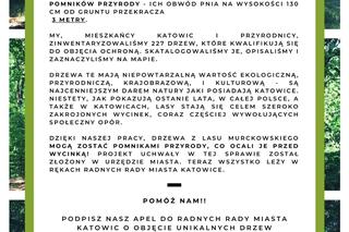 Drzewa w Lesie Murckowskim w Katowicach