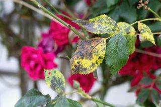 Czarna plamistość róż: jak skutecznie ją zwalczać? Oto chemiczne i naturalne metody