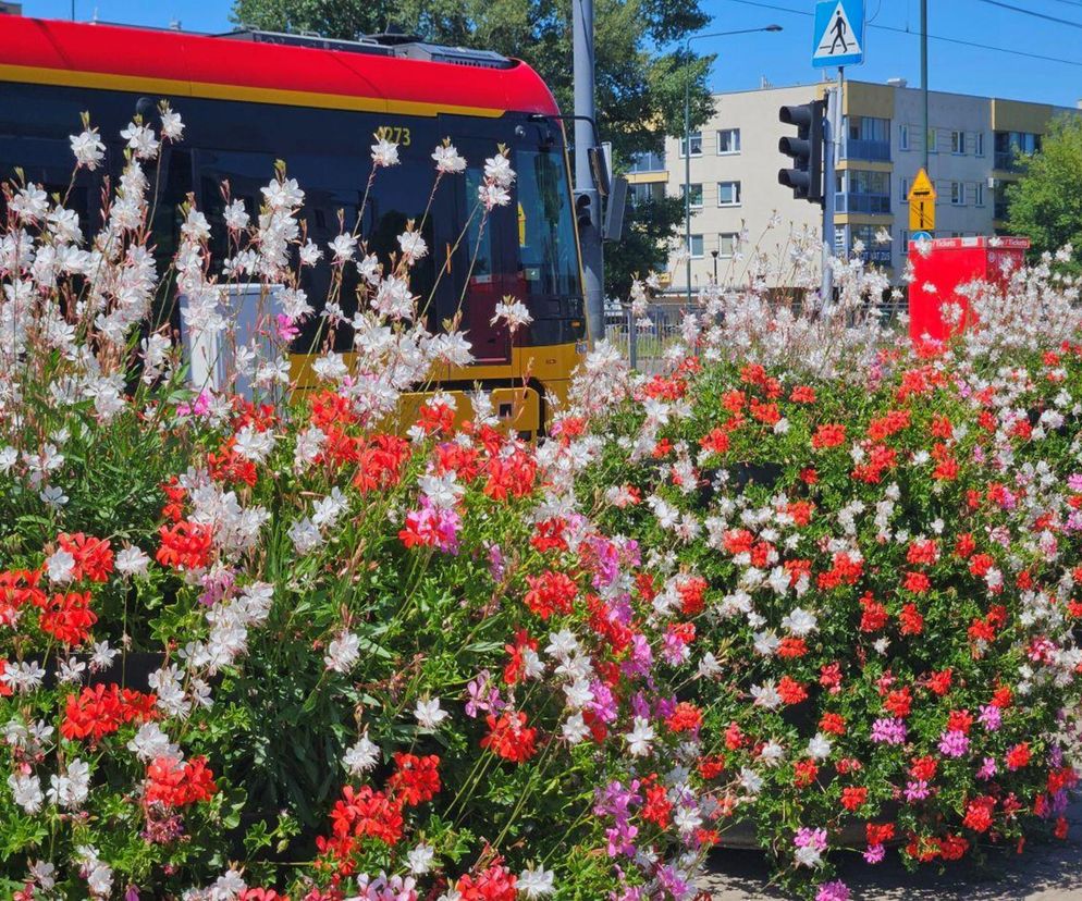 Darmowe kwiaty dla warszawiaków. Zdobądź letnie piękności z miejskich pętli autobusowych