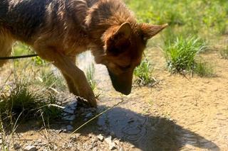 Kiara czeka na adopcję w zamojskim Schronisku dla bezdomnych zwierząt w Zamościu