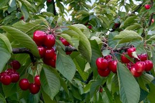 Czereśnie na farmie Jabusko w Świętokrzyskiem