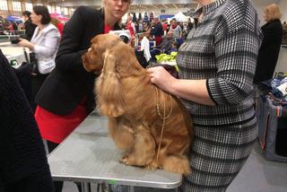 Wystawa Psów Rasowych w Poznaniu 2016