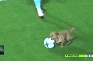 Pies zrobił show podczas meczu. Dryblował z piłką i... udzielił wywiadu [WIDEO]