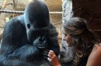 Warszawskie ZOO. Goryl M’Tonge Mutek