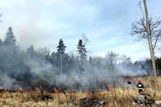 Podpalenia lasów w okolicach Wschowy. Nadleśnictwo oferuje nagrodę, policja zwiększa patrole