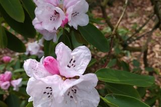 Wiosna w Arboretum Kórnickim